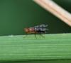 Geomyza tripunctata